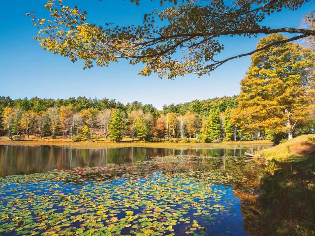 Forest by the lake in autumn colors. Lake with floating water lilies in autumn forest.