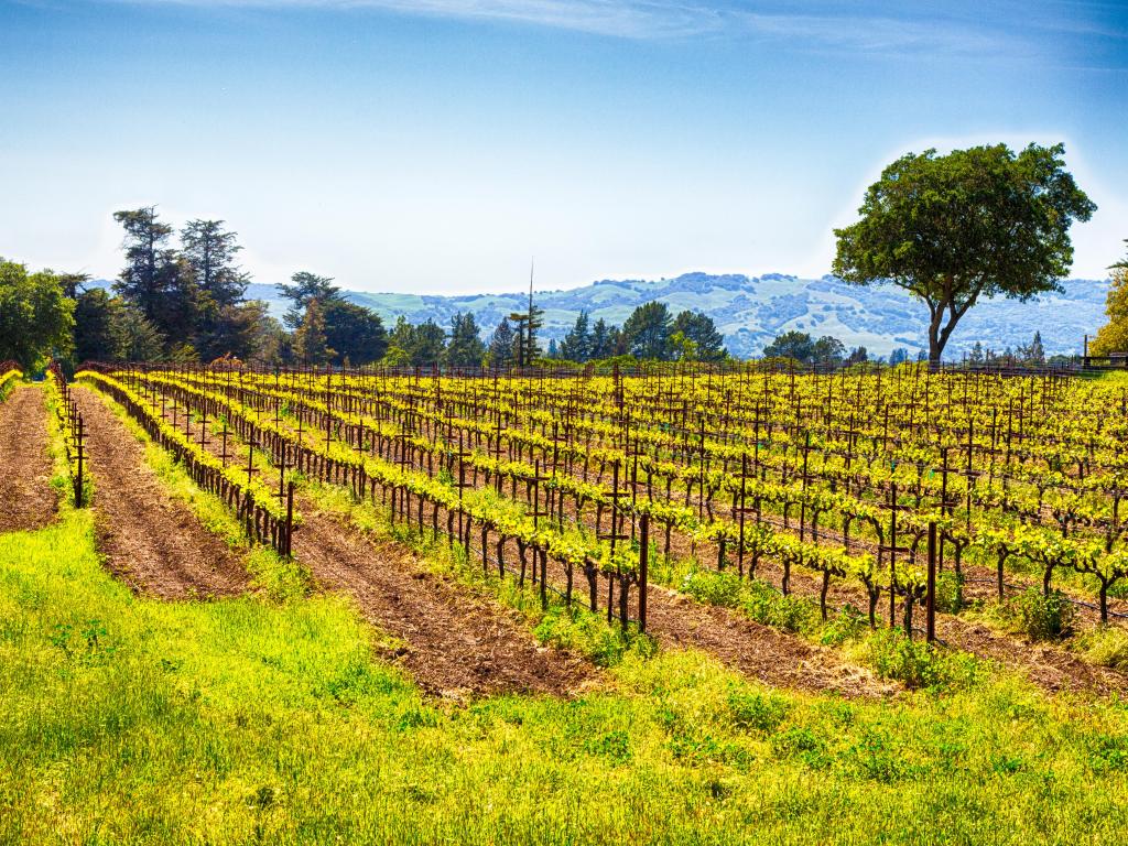 Vineyard in Sonoma Valley with rolling hills in the background on a sunny day with blue skies. California.