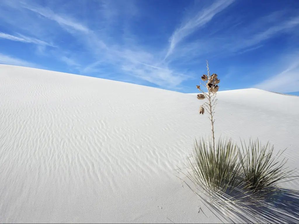Spiky Yucca plant stands up from rippled white sand dunes