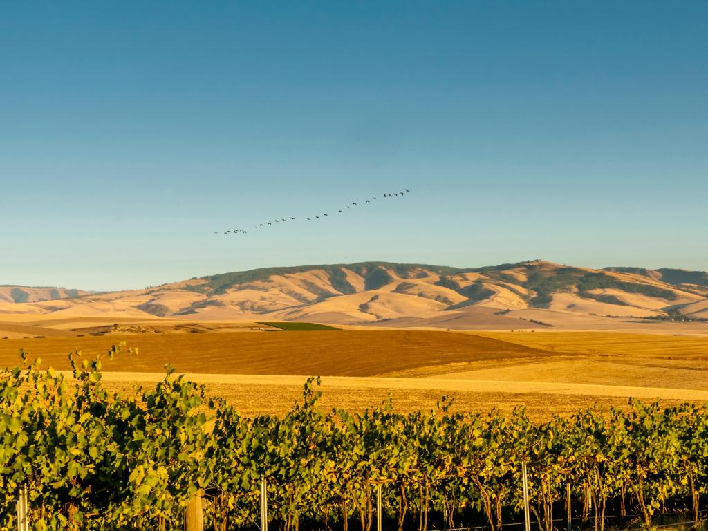 A flock of birds flow over a vineyard in Walla Walla, Washington, with the Blue Mountains in the background
