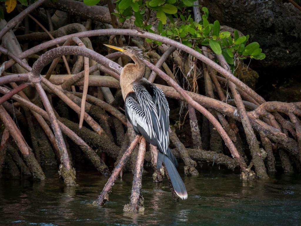 An Anhinga or Snake Bird rests on the roots of a mangrove tree in Biscayne National Park.