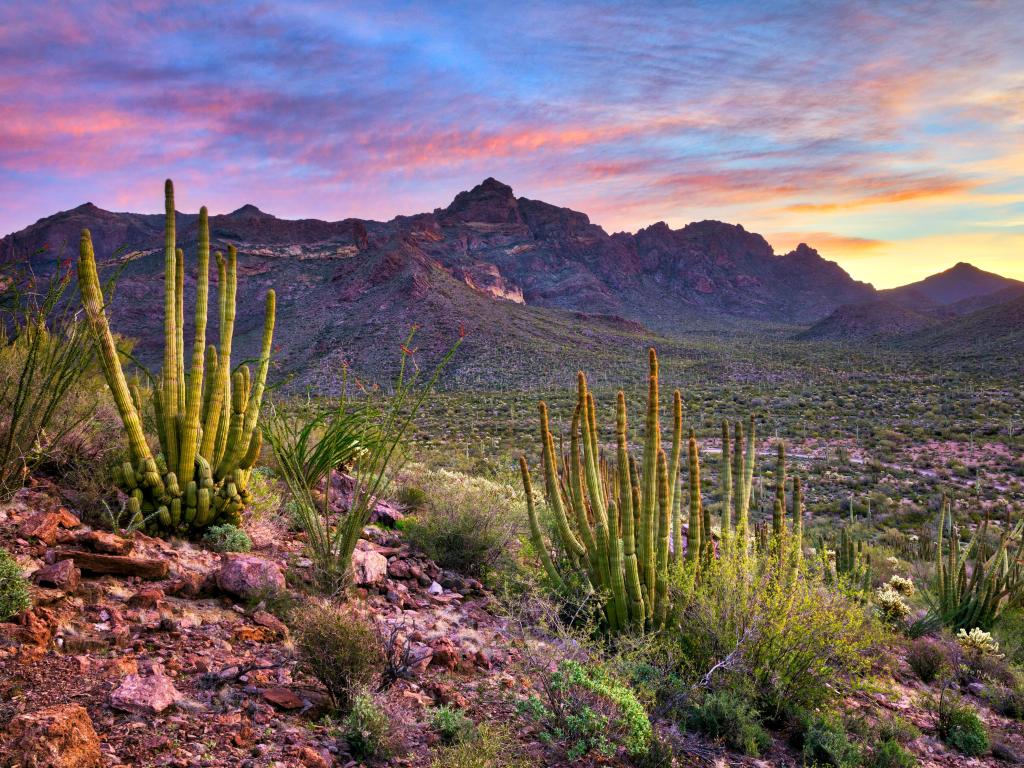 Organ Pipe Cactus National Monument at sunrise.
