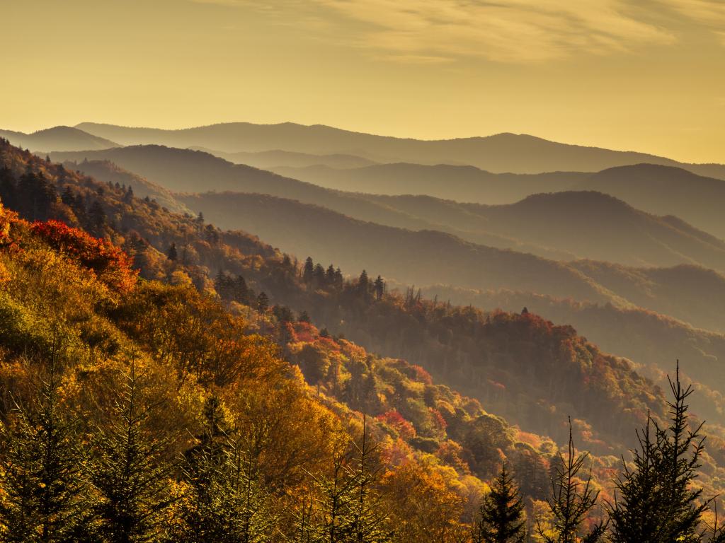 Mountain layers filled with colorful fall foliage just after sunrise in Great Smoky Mountains National Park.