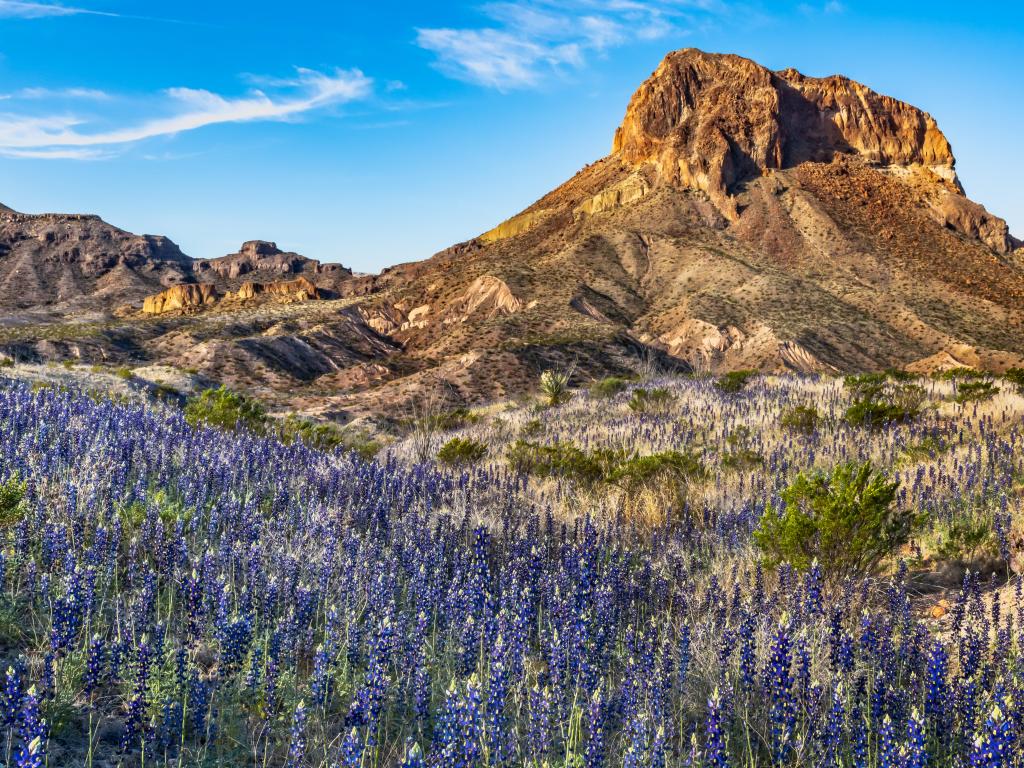 Big Bend National Park, Texas, USA with a field of blue bonnets alongside Cerro Castella, a large mountain, on a sunny day.