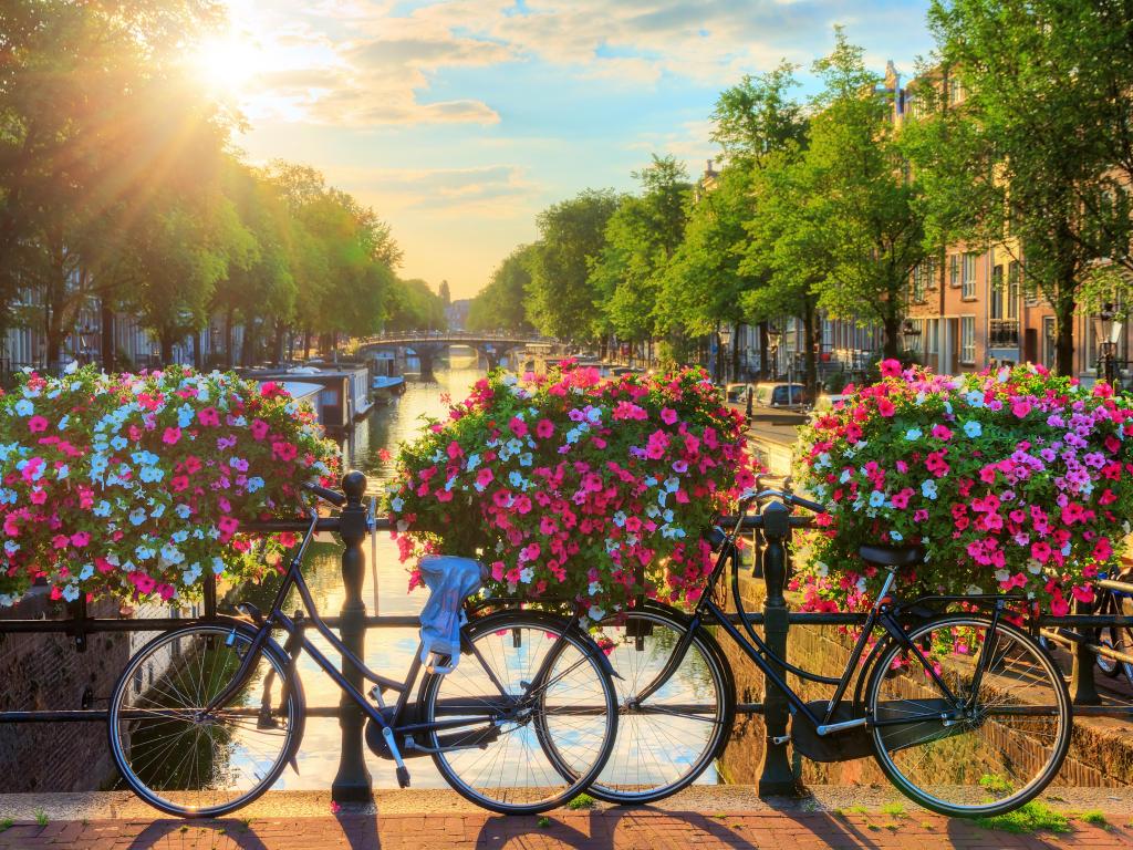 Beautiful summer sunrise on the famous UNESCO world heritage canals of Amsterdam, The Netherlands, with vibrant flowers and bicycles on a bridge