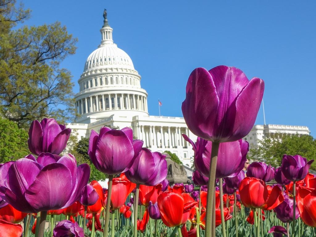 Capitol building in the background with close-up of colorful tulips on a sunny day