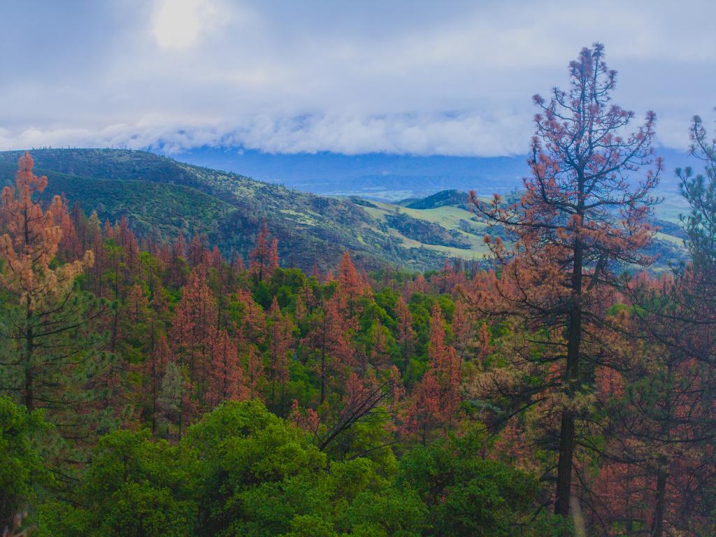 A view down to Santa Ynez Valley from Figueroa Mountain in California's Los Padres National Forest.