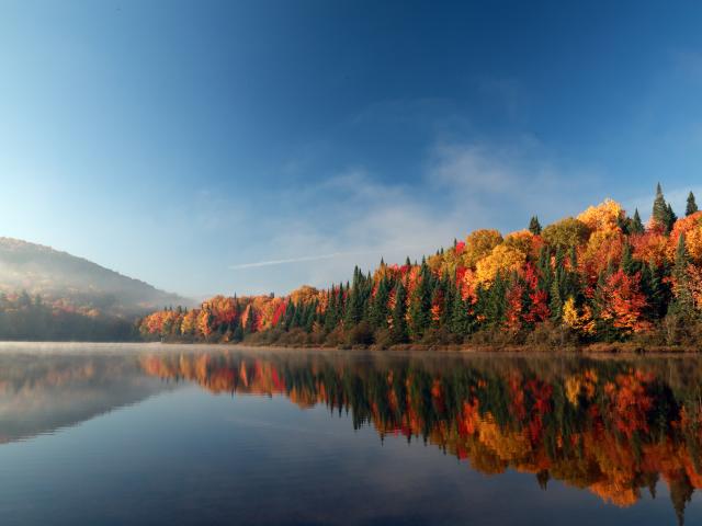 Bright autumn leaves in a forest on the edge of a lake in the Mont-Tremblant National Park, Quebec.