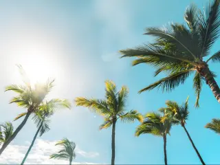 Palm trees stand tall against the blue sky and shining sun