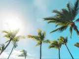 Palm trees stand tall against the blue sky and shining sun