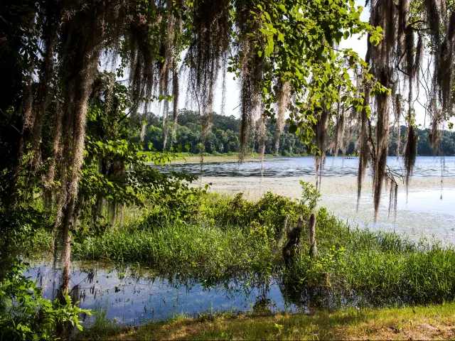 Tallahassee, Florida, USA taken at beautiful Maclay State Park with trees in the foreground and the lake in the distance.