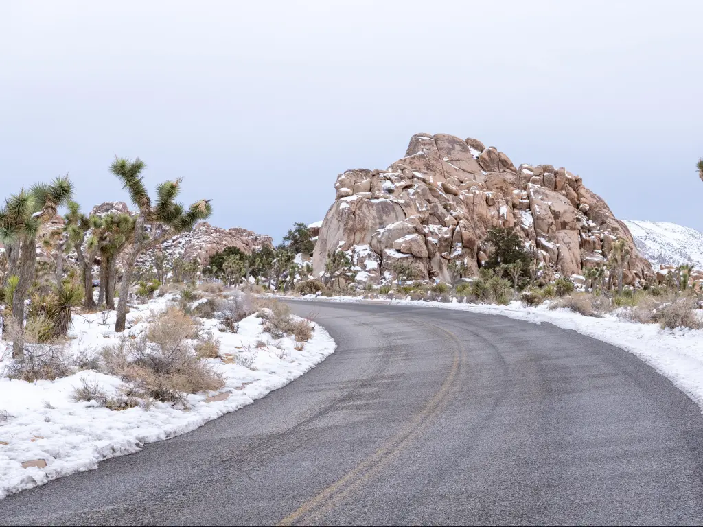 Road curves through a snowy landscape of Joshua trees and boulders in Joshua Tree National Park