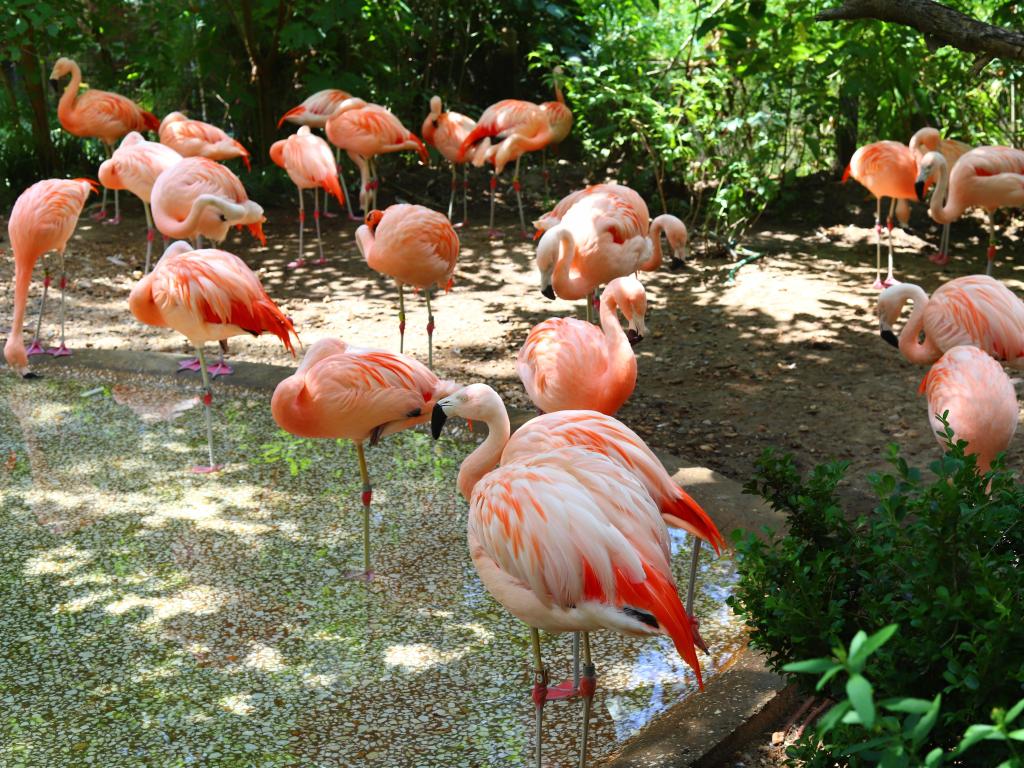 Pink Flamingos stand in a pond under trees at Lufkin Ellen Trout Zoo, Texas