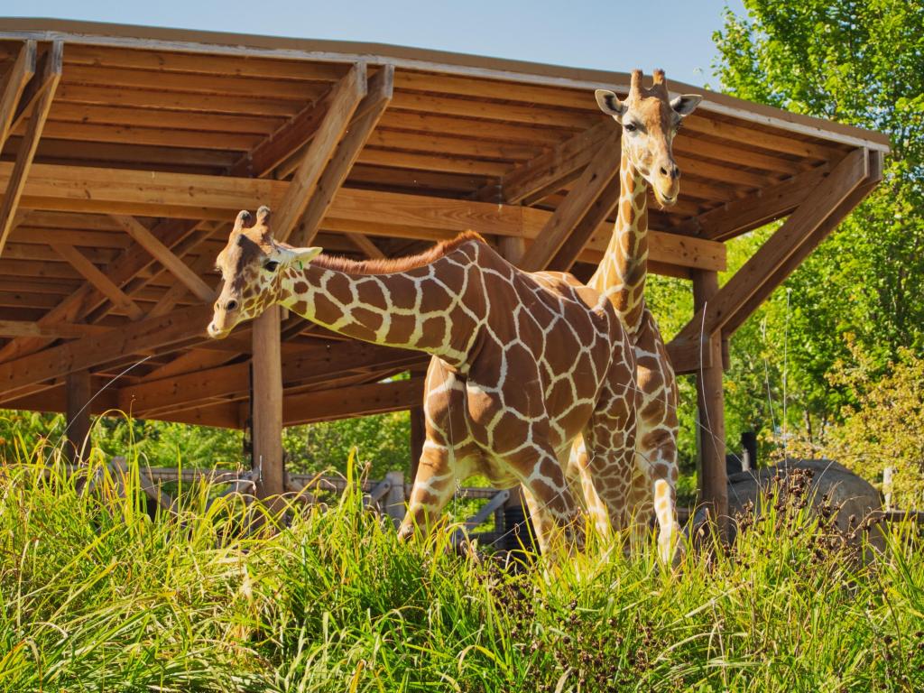 A couple of giraffes in Omaha's Henry Doorly Zoo and Aquarium in Omaha Nebraska