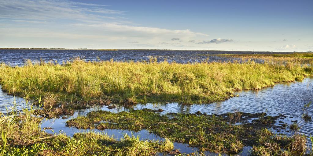 Long green grass and water in the wetlands of the Nature Reserve Esteros del Ibera, Argentina.