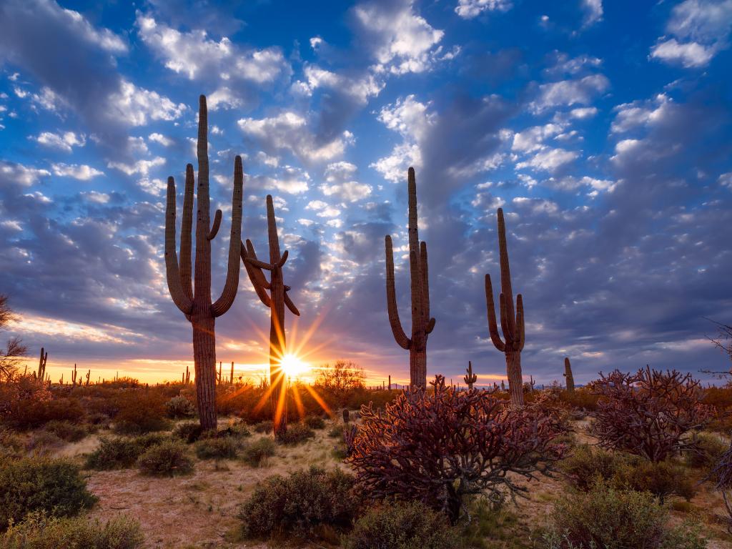 Arizona desert landscape with Saguaro cactus at sunset