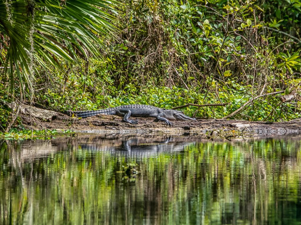 Alligator by the water at Alexander Springs, Ocala National Forest, Florida