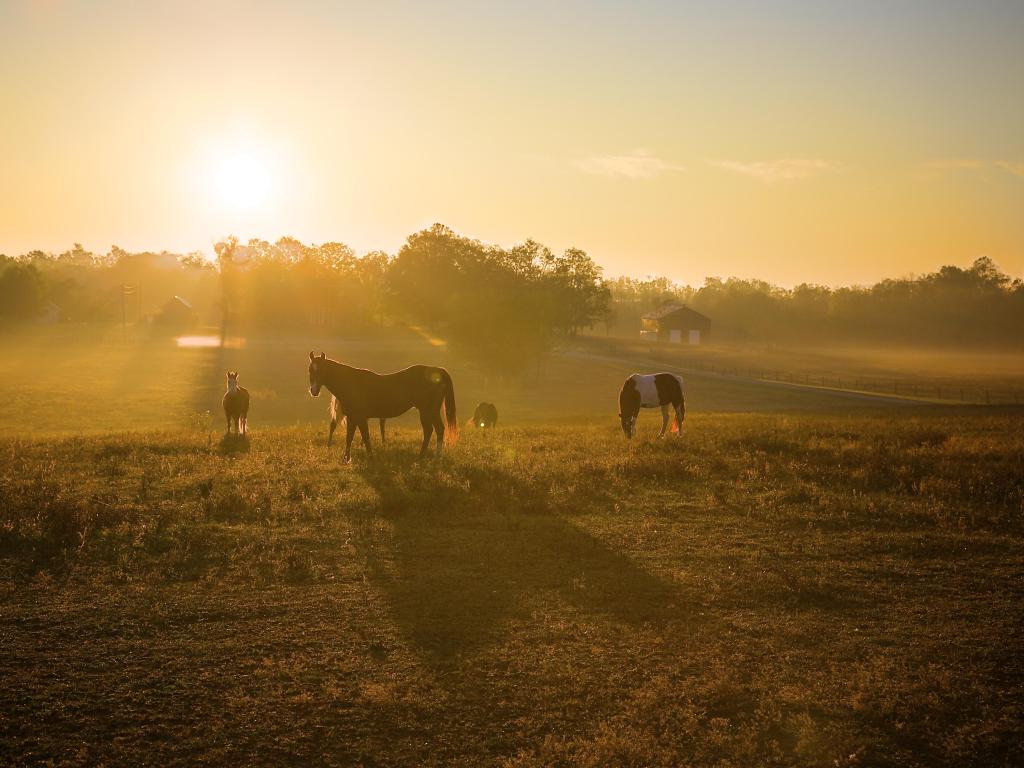 Hazy golden sunrise over horses in a field in Kentucky