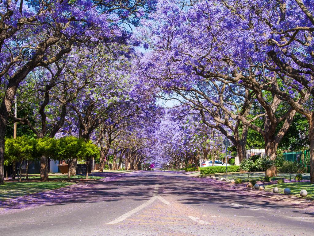 Street in Pretoria suburb lined with flowering Jacaranda trees