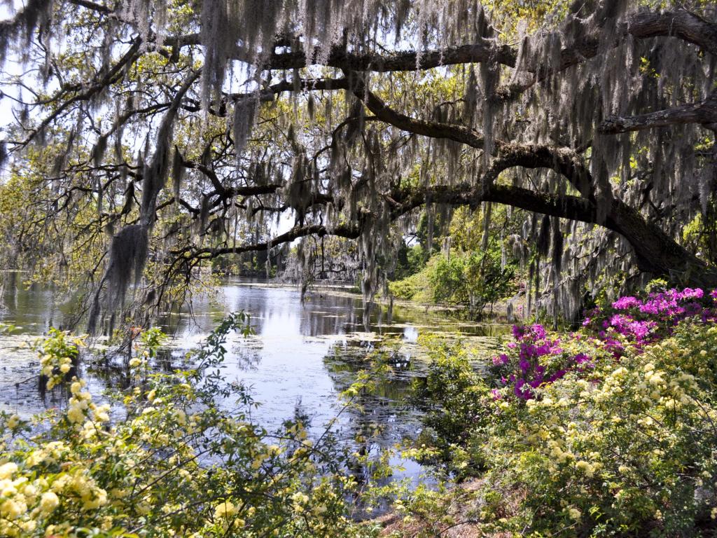 Tree with creepers reaches out over bayou waters with pink flowers in the foreground