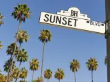 Sunset Boulevard street sign with palm trees in the background.