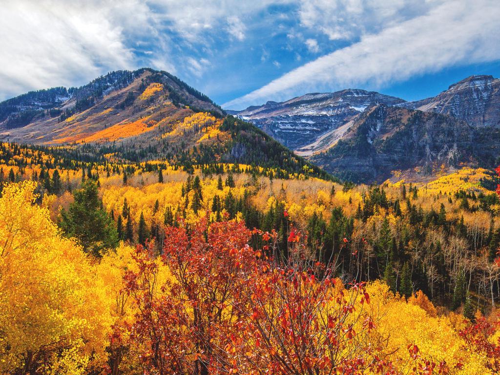 Wasatch Mountains, Utah, USA near Salt Lake City taken during fall with yellow and red tree foliage and in the Mount Timpanogos Wilderness with the mountains in the distance and taken on a sunny day.