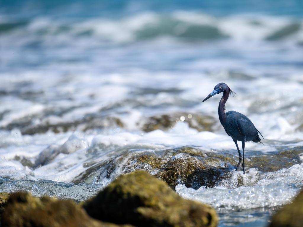 Close-up of a little blue heron, Bathtub Reef Beach, Stewart, Florida.