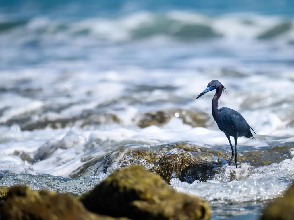 Close-up of a little blue heron, Bathtub Reef Beach, Stewart, Florida.