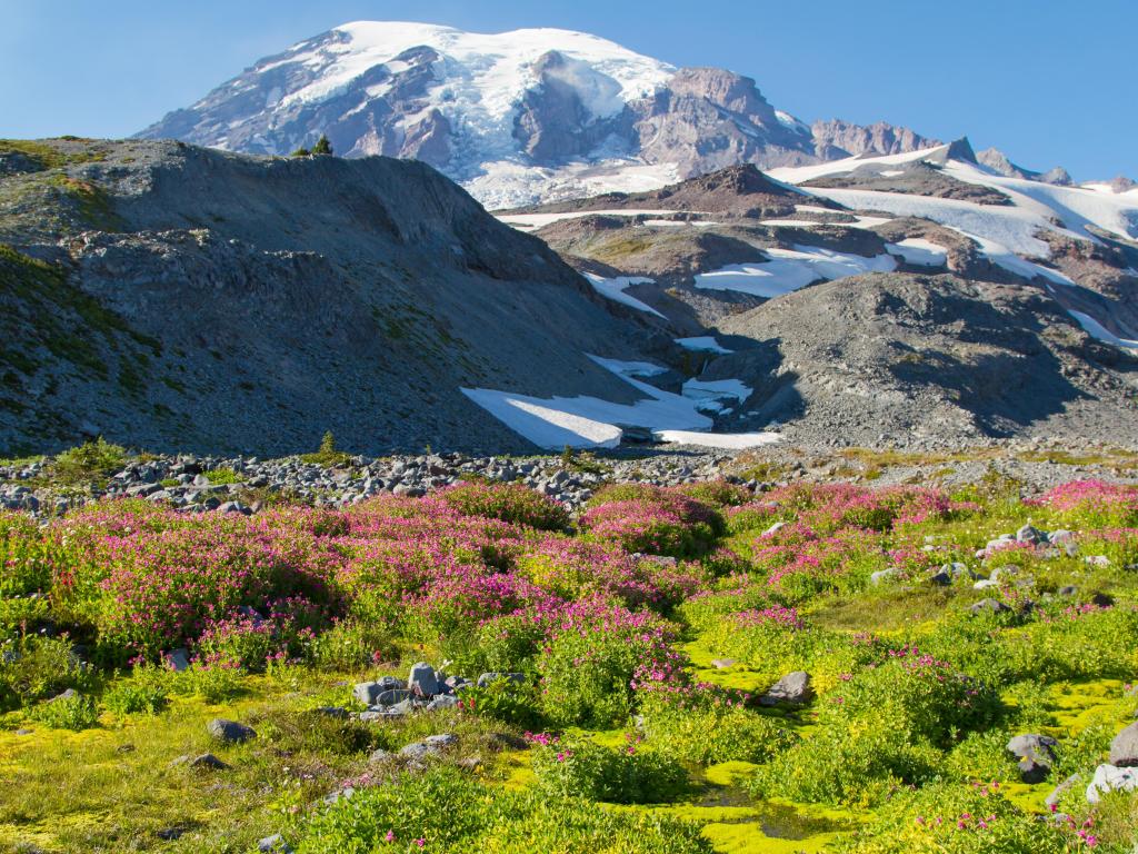 Exploring Mount Rainer scenic landscape with snow-capped mountains and blue sky.
