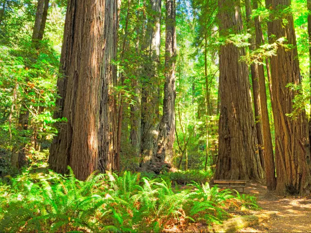 Redwood National Park, California, USA taken at Tall Trees Loop on a sunny day with ferns in the foreground.