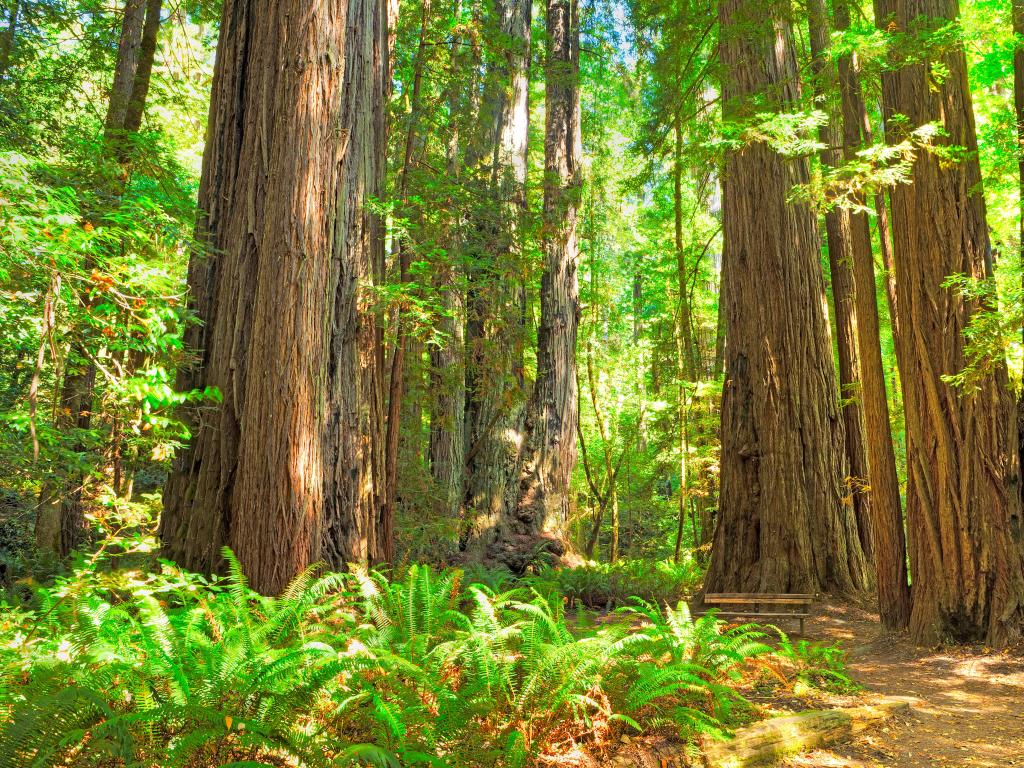 Redwood National Park, California, USA taken at Tall Trees Loop on a sunny day with ferns in the foreground.