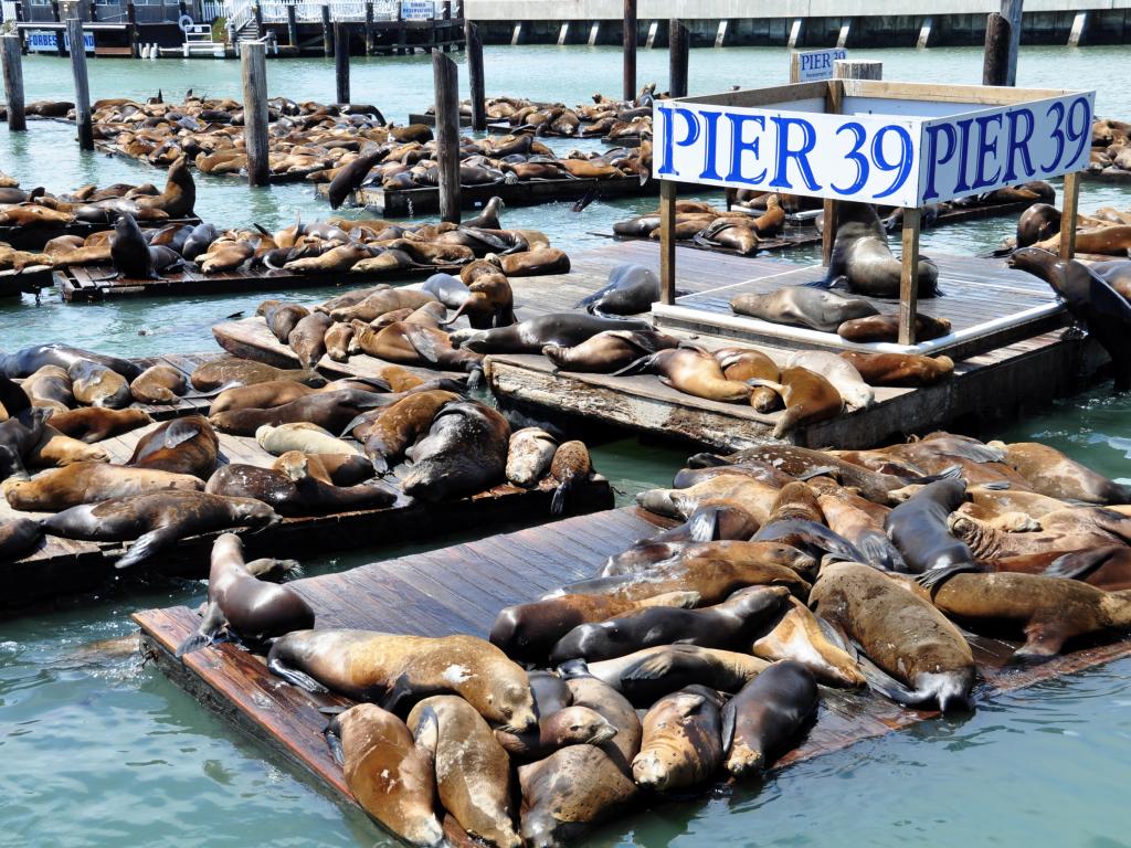 Sea lions relaxing on Pier 39 in San Francisco