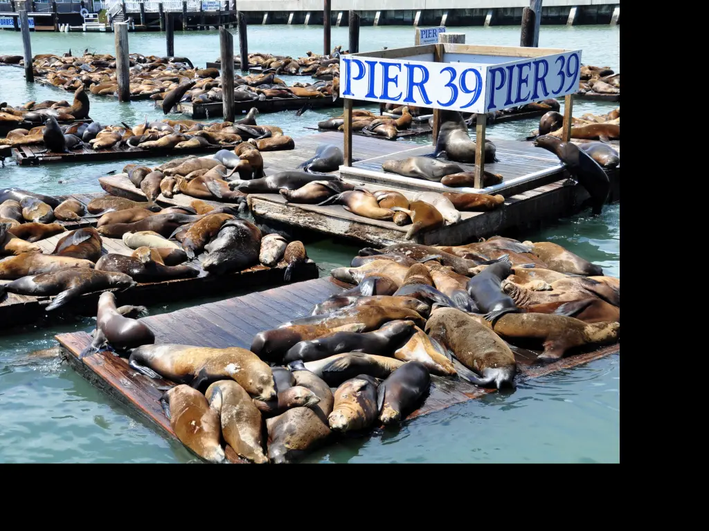 Sea lions relaxing on Pier 39 in San Francisco