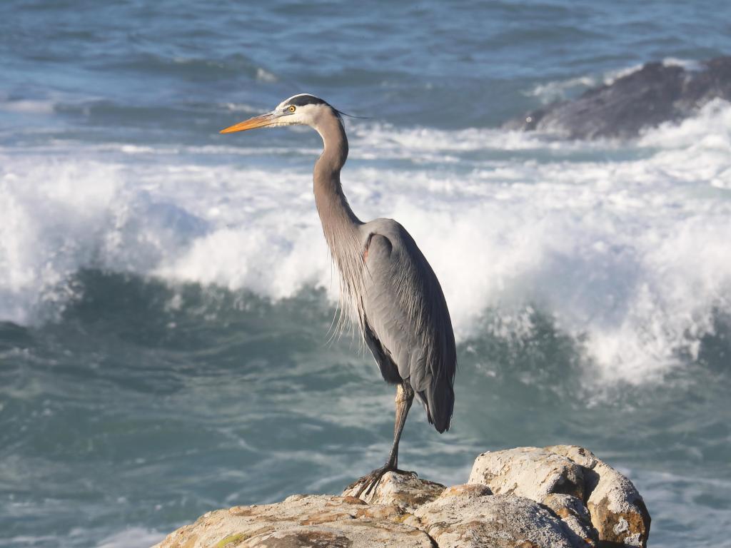 A Great Blue Heron standing on a rock in Salt Point State Park in California with turbulent ocean waves in the background.