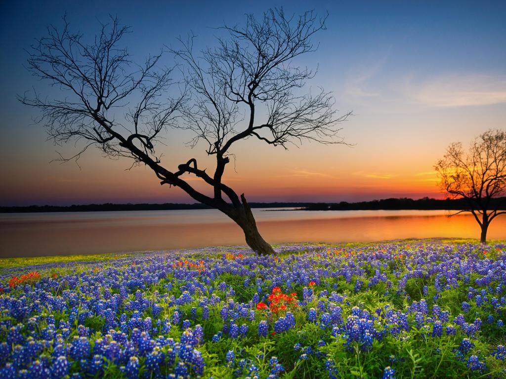 A hill covered in wild bluebonnet flowers in Texas Hill Country at sunset, with a tree silhouetted in the foreground