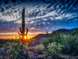 Scottsdale, Arizona, USA with a saguaro at sunset in the Sonoran desert and dramatic cloudscape in the distance.