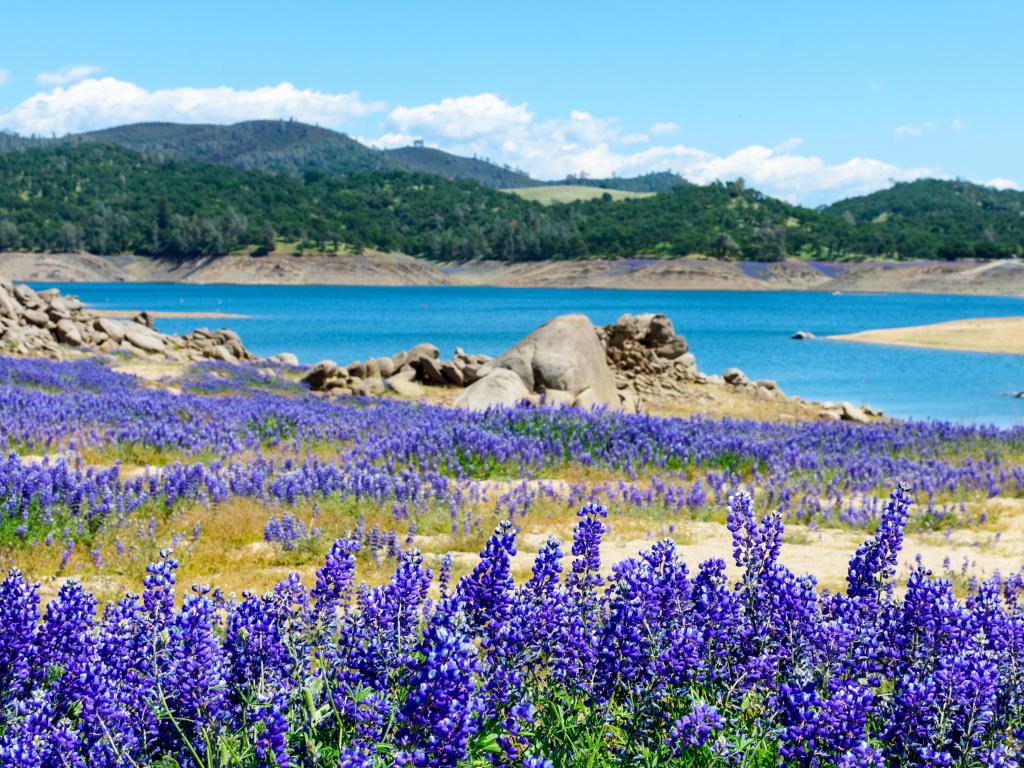 Wildflower lupines super bloom purple fields on the scenic shore of Folsom Lake