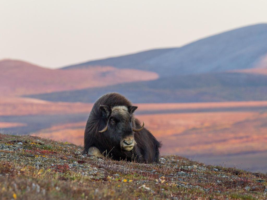 Musk Ox in the foreground and mountains in the distance at Alaska's Seward Peninsula.