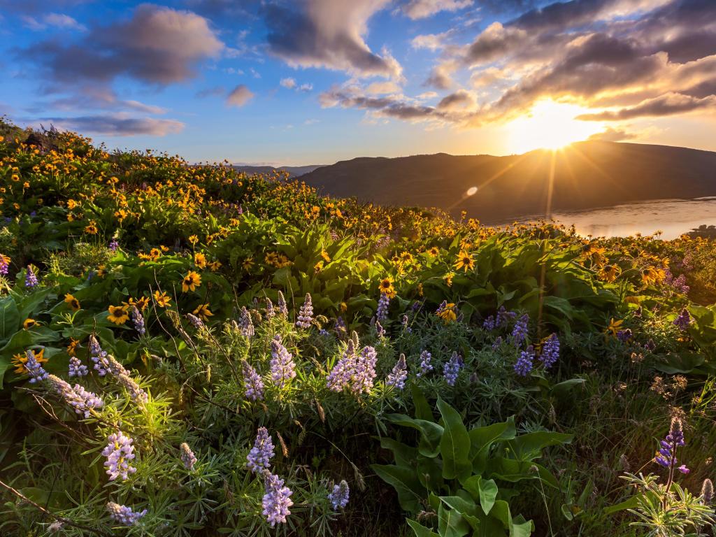 Stunning sunrise and wildflowers covering the hills