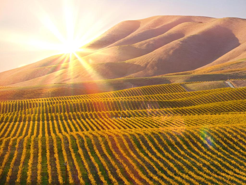 Vineyard in Santa Maria California at sunset