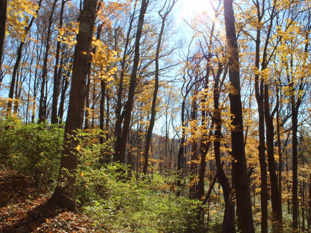 Autumn at the Percy Warner Park in Nashville, TN