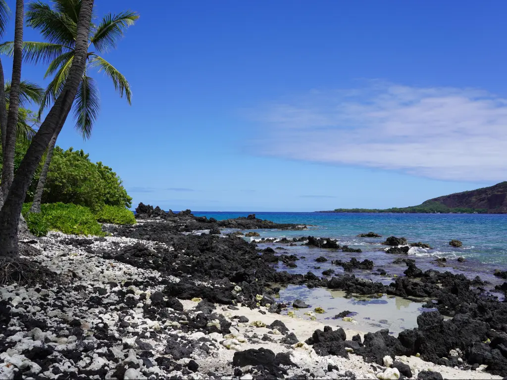Black sand and rocks on the beach, beneath palms on Manini Beach in the Kealakekua Bay in Big Island, Hawaii