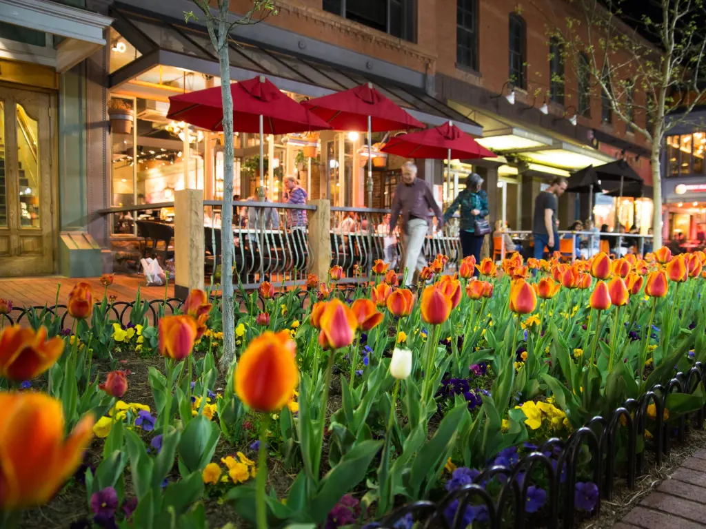 Night scene along popular Pearl Street Mall with people, tulips and lights in downtown Boulder Colorado