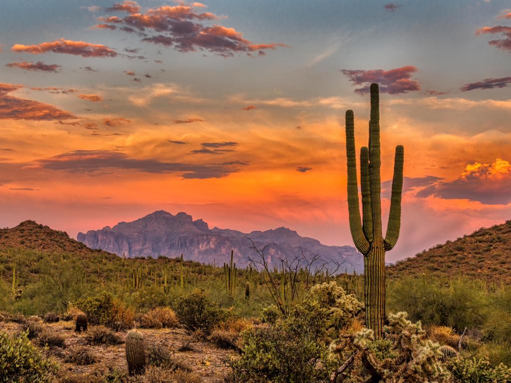 Sunset in the Sonoran Desert