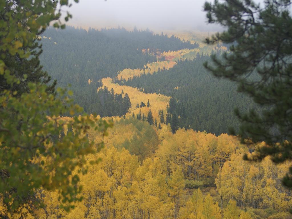River of Aspens, Kenosha Pass, Colorado. A defined but winding path of yellow aspen trees viewed from above on a misty day