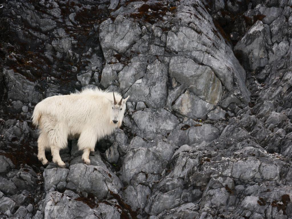 White Mountain Goat stands on the sheer rock face at Glacier Bay National Park and Preserve, Alaska