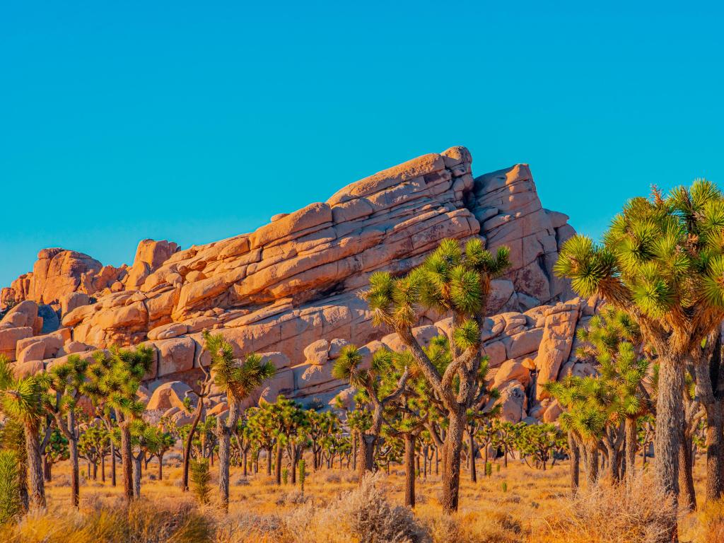 A grove of Joshua Trees fill a desert meadow in front of dramatic layered rocks in Joshua Tree National Park.