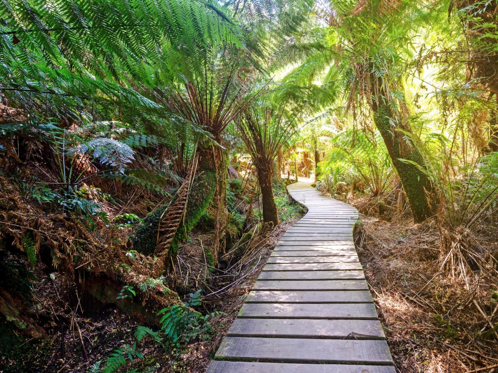 Maits Rest Great Otway National Park, Australia with ferns and a boardwalk taking you through a jungle forest on a sunny day.