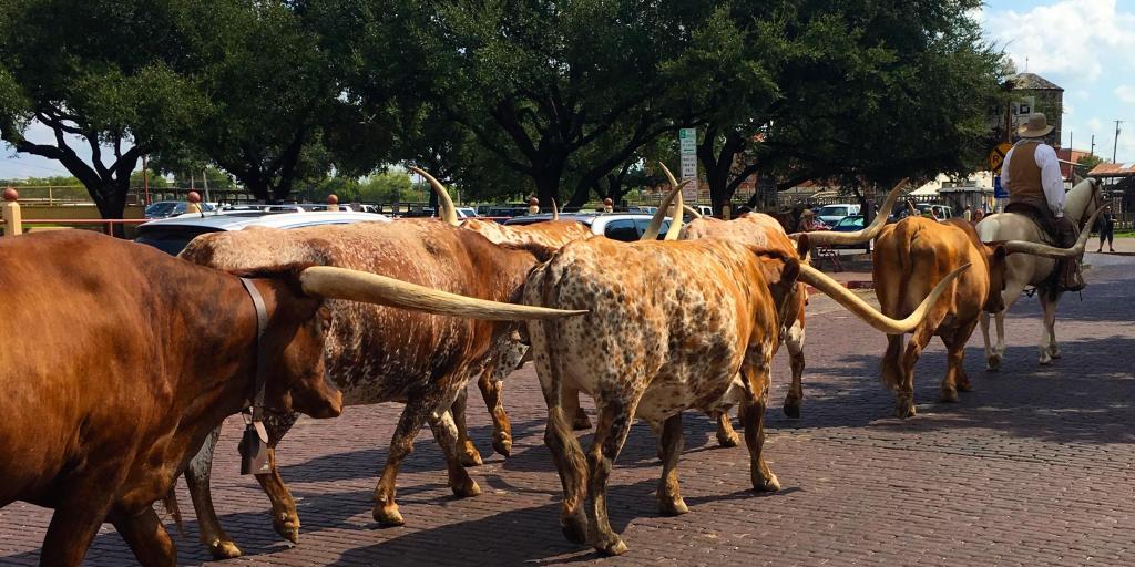 Longhorn cattle being herded by a cowboy at Fort Worth Stockyards cattle drive