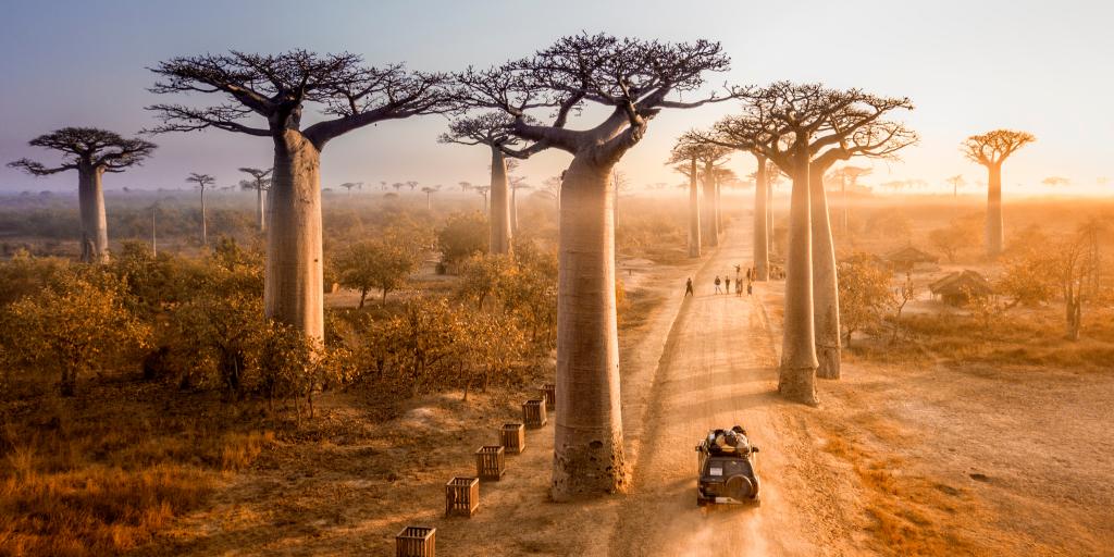 A car drives down the Avenue of the Baobabs in Madagascar, Africa, at sunrise